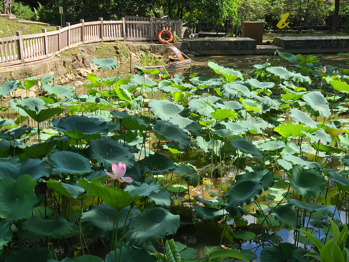 西貢好去處,西貢鯨魚,夏日好去處,蕉坑,白沙灣,三星灣,獅子會自然教育中心,聰鳴茶座,白馬咀